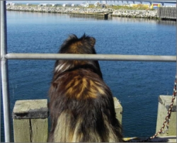 Kiwi betrachtet das Meer