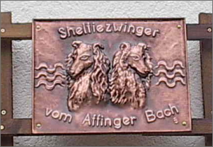 Sheltiezwinger vom Affinger Bach