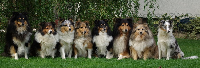 Shelties vom Affinger Bach im September 2009