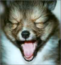 Agatchen vom Affinger Bach