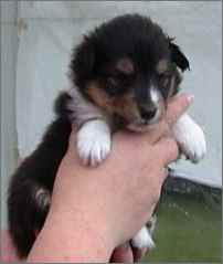 Cleopatra vom Affinger Bach