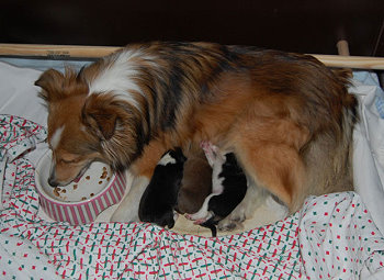Gina mit ihren ersten Babys