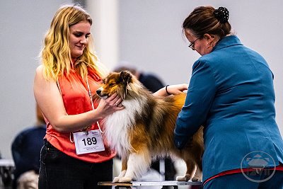 Vici war zum ersten Mal als Spezialzuchtrichterin ttig+
