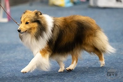 Bailey auf der Bundessieger-Ausstellung Dortmund 2025