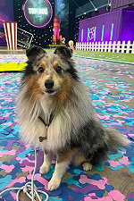 Last Shorty Standing Willy!