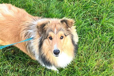 Kilkenny from little Robin Hood sucht ein neues Zuhause