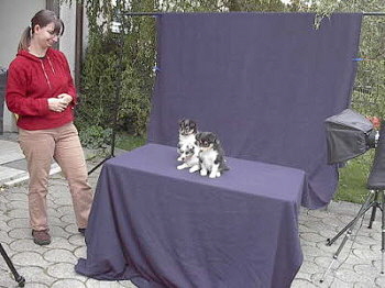 Impressionen vom Foto-Shooting f�r das Rasseportr�t in der Zeitschrift "Partner Hund"