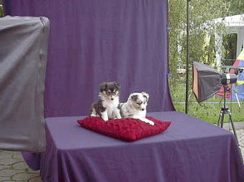 Impressionen vom Foto-Shooting f�r das Rasseportr�t in der Zeitschrift "Partner Hund"