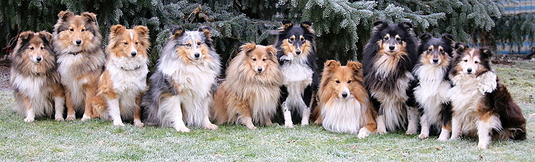 Das Affinger Bach Rudel im Dezember 2016