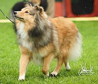 Estelle auf der CAC Groen-Linden 2013