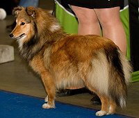 Estelle auf der CACIB Mnchen 2013