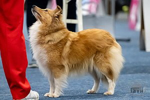 Pippa auf der Bundessieger-Ausstellung in Dortmund 2025
