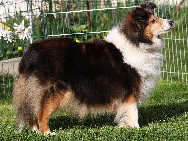 Ch. Fantasy Fjaska vom Affinger Bach