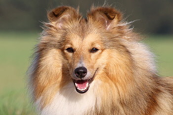 Unsere Zuchthndin Joko O. vom Affinger Bach