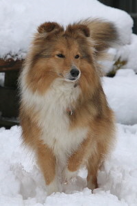 Joko O. vom Affinger Bach im Februar 2026