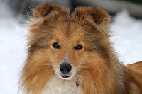 Joko O. vom Affinger Bach, 3,5 Jahre alt