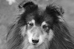 In Erinnerung an unseren Pepper