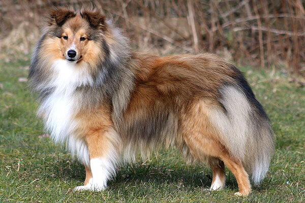 Tequila vom Affinger Bach 