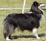 Ch. Arwen von den Schalksmühler Höhen Ch. Arwen von den Schalksmühler Höhen