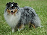 Ch. Ayleena Blue of Agility Fascination