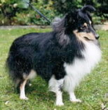 Black Quint von der Rauhen Hecke Black Quint von der Rauhen Hecke