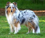 Blue von der Sheltieban.de