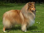 Ch. Dillen from Lady Lucia Ch. Dillen from Lady Lucia