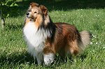Ch. Entertainer de Moorstile