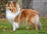 Ch. Fancy Lady The Sprightly Twinkle