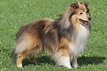 Forever Love Simba Shetlandska hvezda