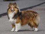 Ch.Im fantastic Nala Diabelski rozdroze