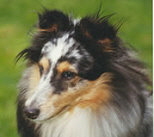 Jessika von der Rauhen Hecke Jessika von der Rauhen Hecke