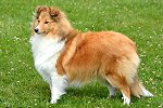 Kyleburn Sibylla at Shelridge