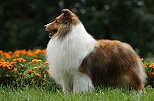 Ch. Laureate Continuum Ch. Laureate Continuum