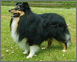 Lizmark Dark Legend Lizmark Dark Legend