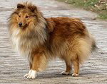 Lord Quincy vom Streitholz Lord Quincy vom Streitholz