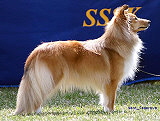 Ch. Lundcock´s Good Time Girl Ch. Lundcock´s Good Time Girl