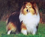 Ch. Milesend Stormwarden Ch. Milesend Stormwarden
