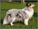Nordic Blue from Marmorea´s Shelter Nordic Blue from Marmorea´s Shelter