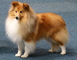 ch. Private Dancer The Sprightly Twinkle