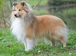 Sherkarl Mr Smithy