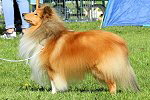 Ch. Willowgarth Baileys Gold