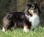 Ch. Xera vom Affinger Bach Ch. Xera vom Affinger Bach