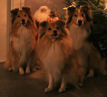 Kiri mit ihren Sheltiefreundinnen Weihnachten 2014