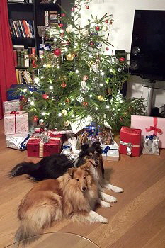 Mina und Dusty Weihnachten 2015