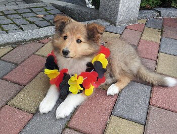 Benji im neuen Zuhause