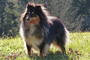 Ninja vom Affinger Bach, 3 Jahre alt 