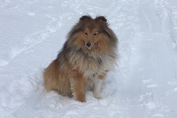 Odin vom Affinger Bach in Tirol