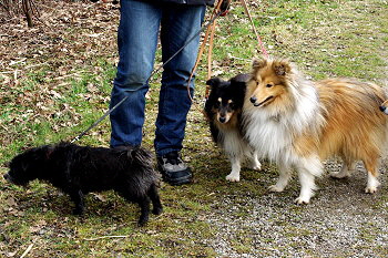 Milow, Felix und Benji im Februar 2016