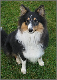 Titan vom Affinger Bach, 8 Monate alt